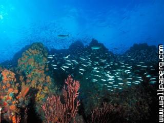 Los roques reef, venezuel