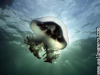 Mauve stinger jellyfish, edithburg, south australi
