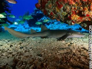 Nurse shark, virgin islan