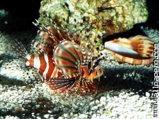 On patrol, lionfish