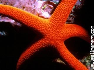 Orange starfish, great barrier reef, australia