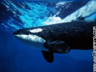 Orca whale underwater