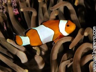 Percula clownfish, indo p