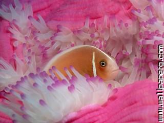 Pink anemonefish