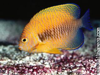 Potter s angelfish