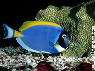 Powder blue tang