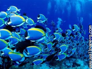 Powder blue tangs