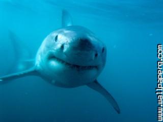 Predator, great white shark