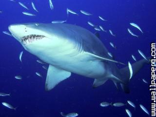 Predator, sand tiger shark