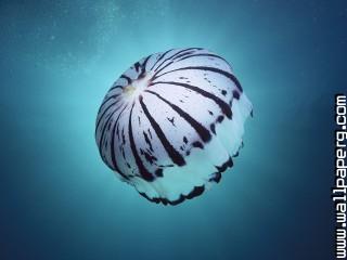 Purple striped jellyfish,