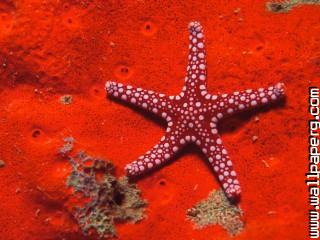 Red starfish