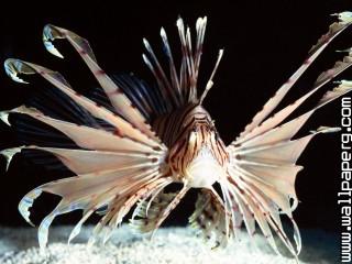 Red volitans lionfish, in