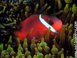 Red and black anemonefish