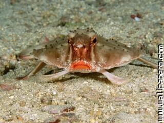 Red lipped batfish, cocos island, costa rica