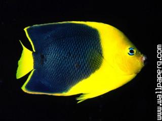 Rock beauty angelfish, indo pacific