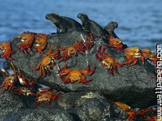 Sally lightfoot crabs and marine iguanas