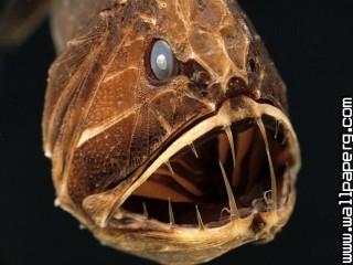 Savage of the deep, fangtooth, eastern pacific ocean