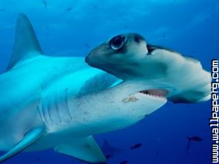 Scalloped hammerhead