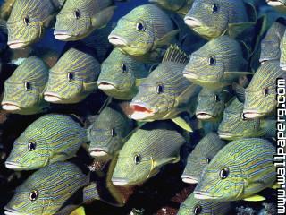 School of bluestriped grunt