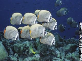 School of collared butterflyfish, thailand