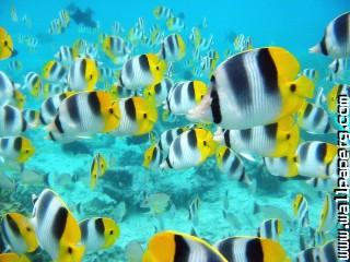 School of tropical fish, 