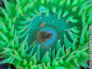 Sea anemone