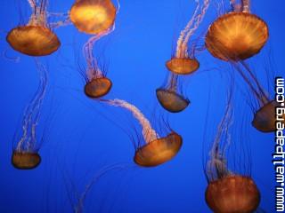 Sea nettles, monterey bay aquarium, california