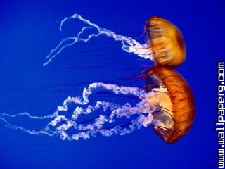 Sea nettles