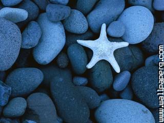 Sea star on a rocky beach