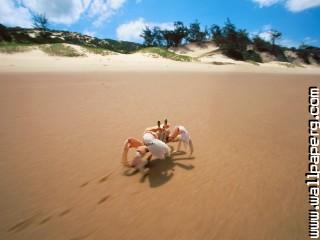 Sidesteppin , crab, bazaruto, mozambique