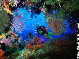 Soft coral embellished cave, fiji