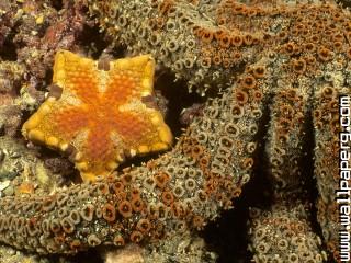 Southern biscuit star, edithburgh jetty, south australia