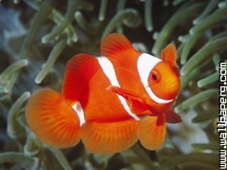 Spine cheek anemonefish, papua new guinea