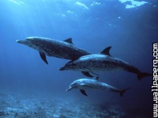 Spotted dolphins, bahamas