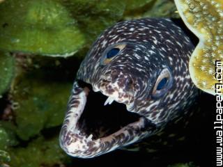 Spotted moray eel