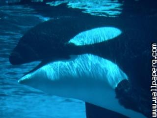 Submerged, killer whale