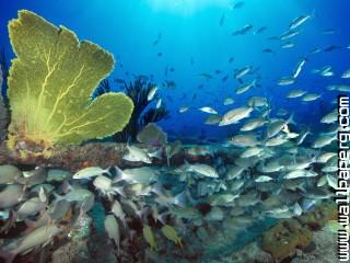 Sugar wreck, bahamas