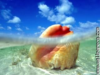 Sunken treasure, conch shell, bahamas