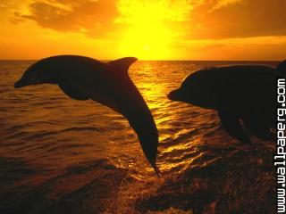 Sunset jump, honduras