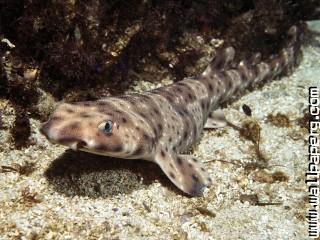 Swell shark