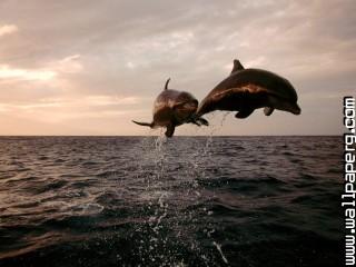 Taking flight, bottlenose dolphins