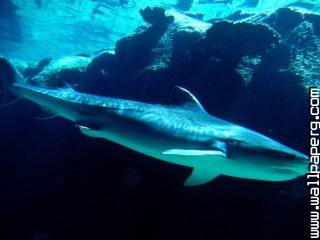Tiger shark, bahamas