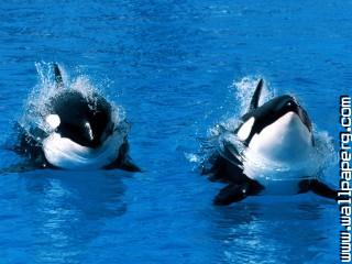 Treading water, killer whale