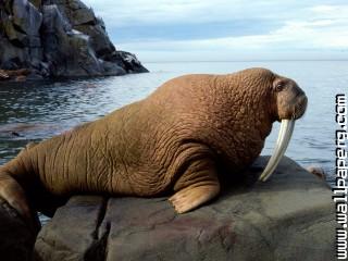 Walrus bull