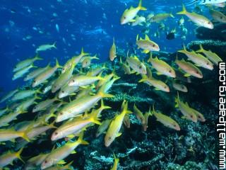 Yellow goatfish, great barrier reef, australia