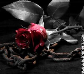 Gothic rose