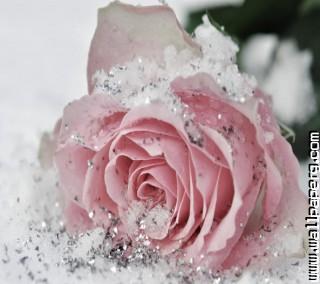 Frozen rose