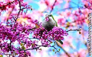 Bird in spring blossoms