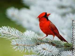 Cardinal bird