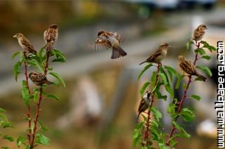 House sparrows